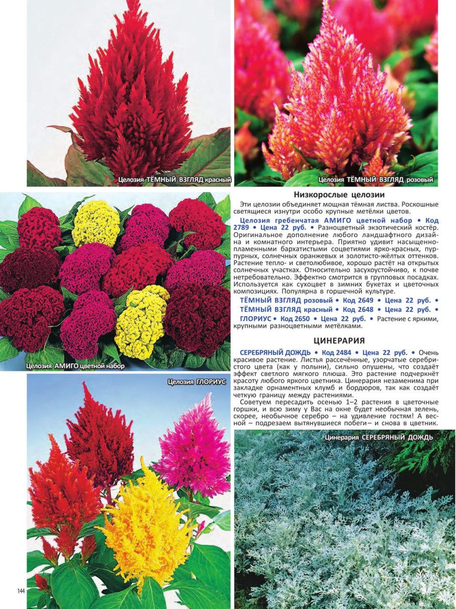 Целозия перистая карликовая