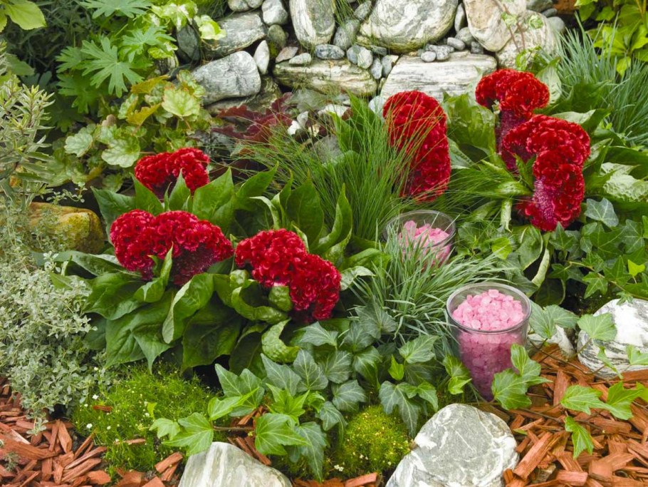 Целозия гребенчатая Армор микс