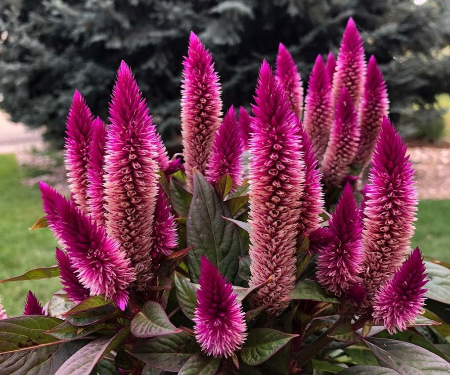 Целозия метельчатая