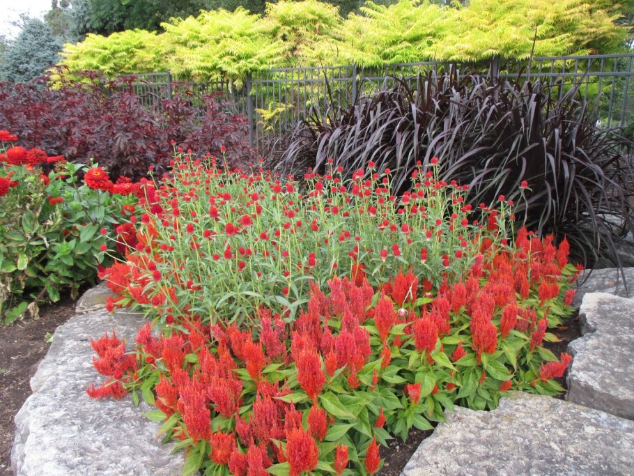 Клумба цветник целозия