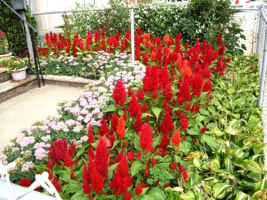 Сальвия Плейона