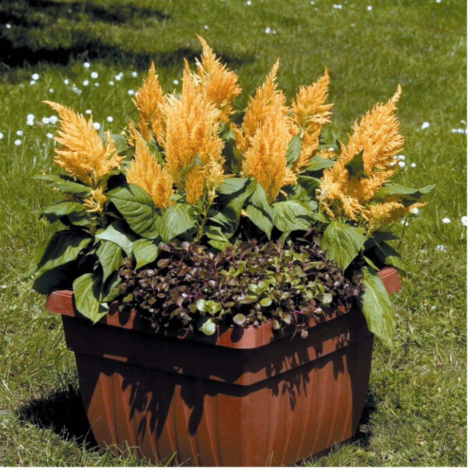 Целозия Плюмоза