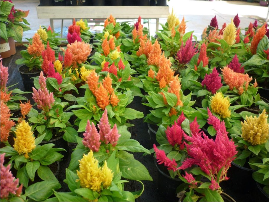 Целозия ирокез