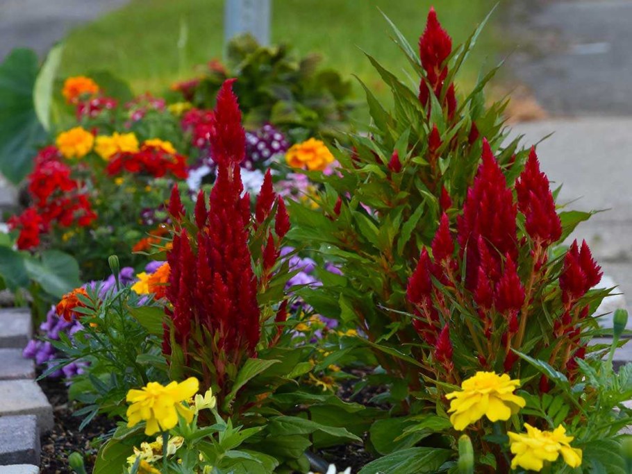 Целозия метельчатая гребенчатая