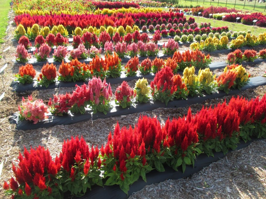 Целозия гребенчатая на клумбе