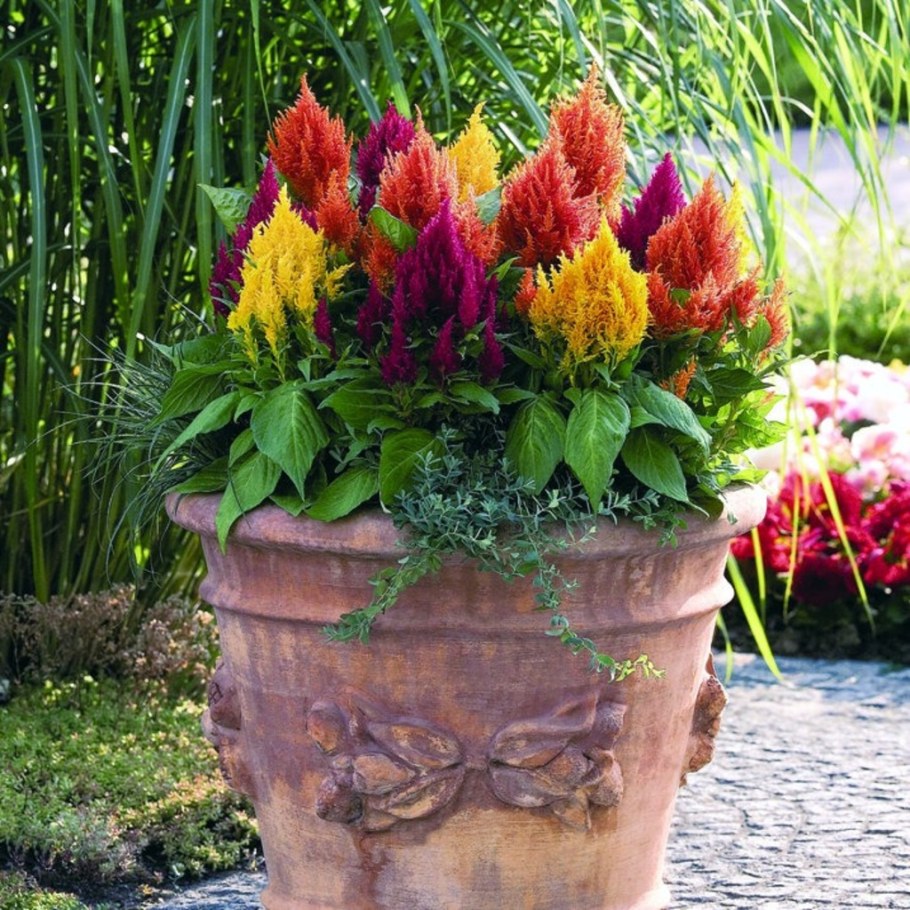 Целозия перистая микс