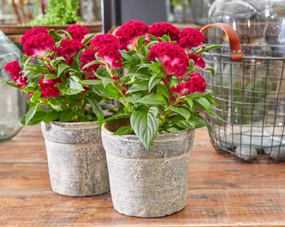 Целозия гребенчатая