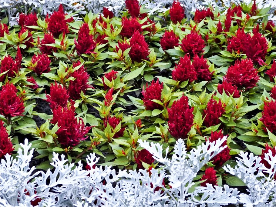 Целозия Империалис