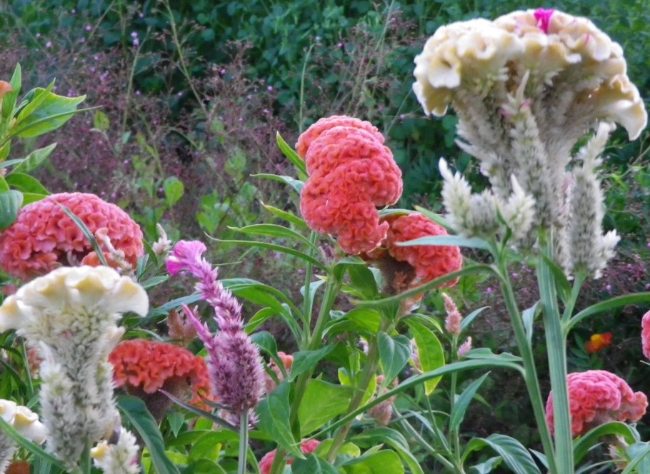 Целозия гребенчатая коралловый сад