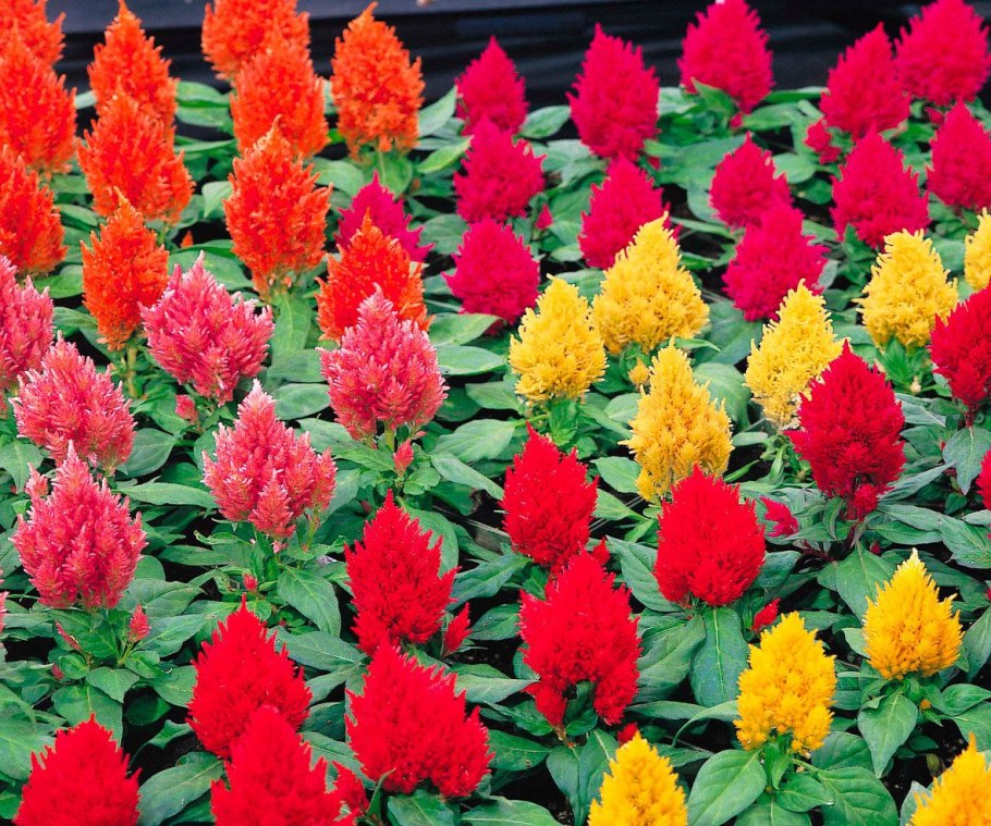 Целозия Брайт Спаркс