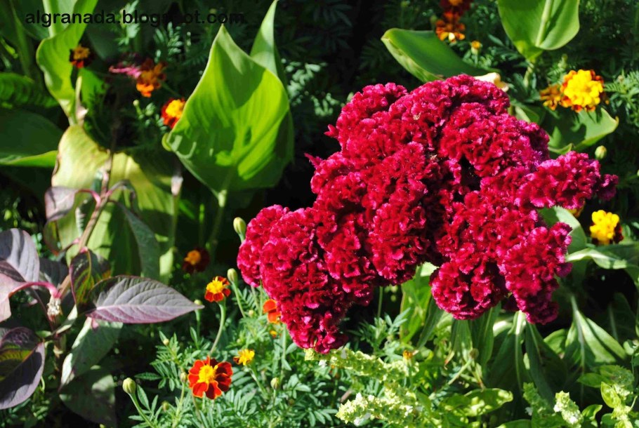 Целозия гребенчатая коралловый сад