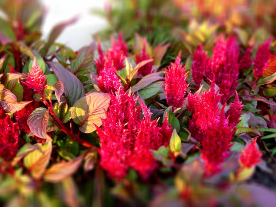 Целозия метельчатая е6