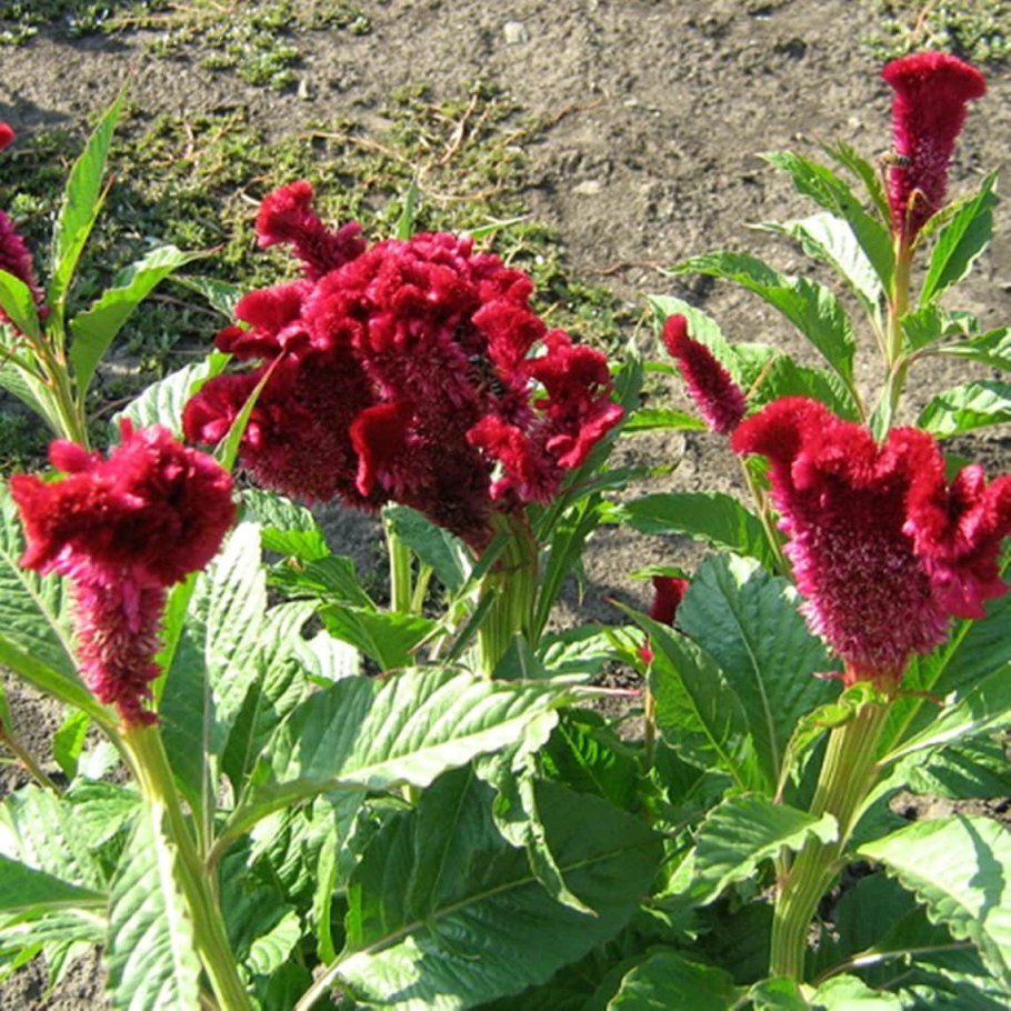 Целозия Бомбей Фиора