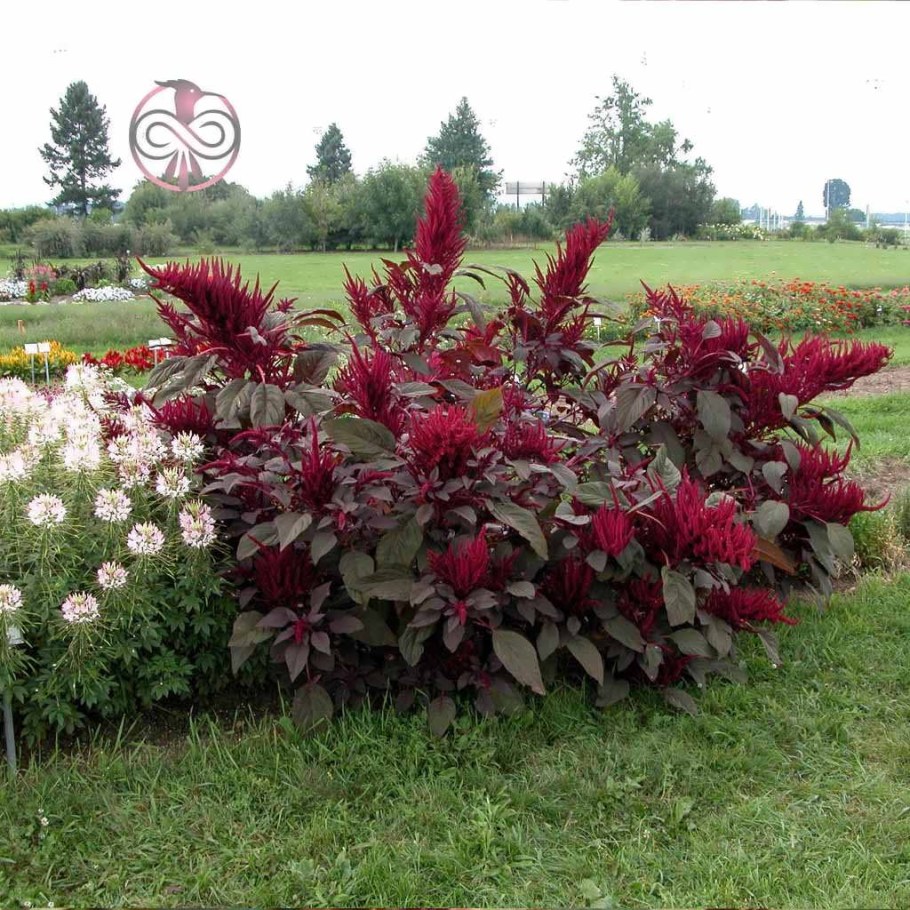 Амарант метельчатый бордовый