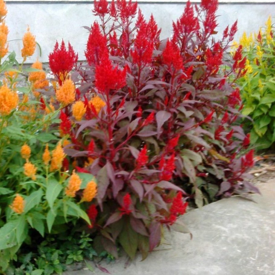 Целозия метельчатая смесь