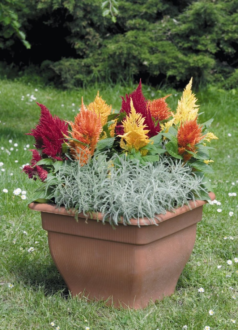 Целозия перистая в клумбах