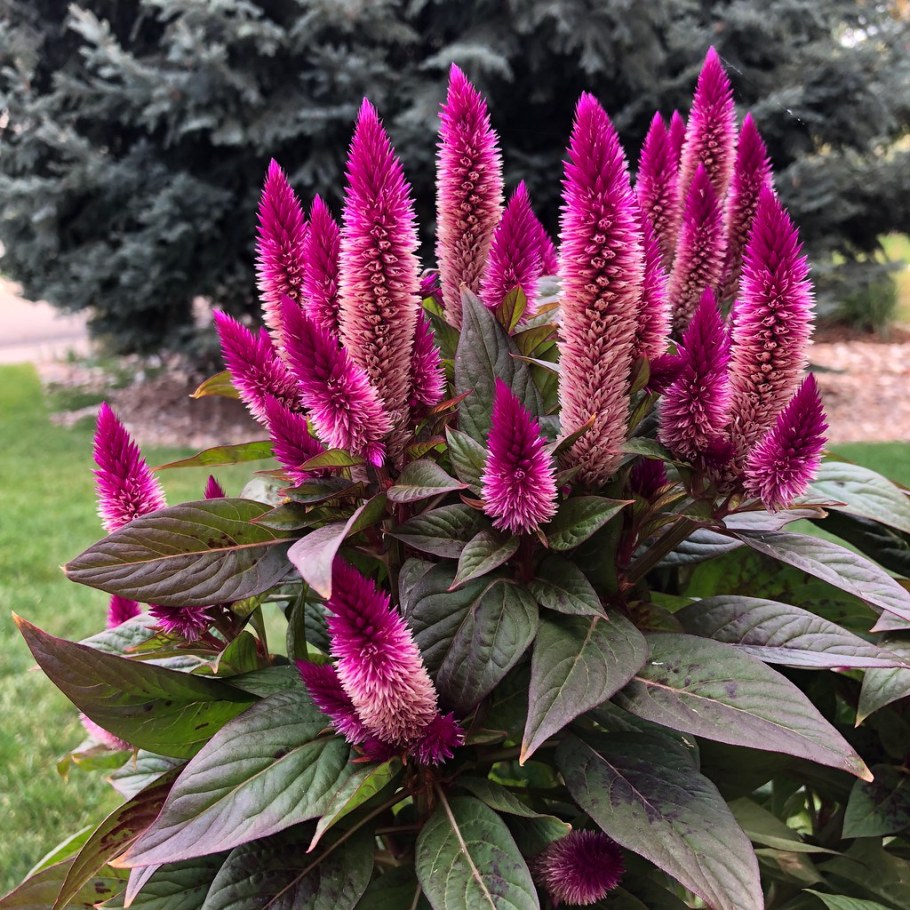 Целозия колосковая