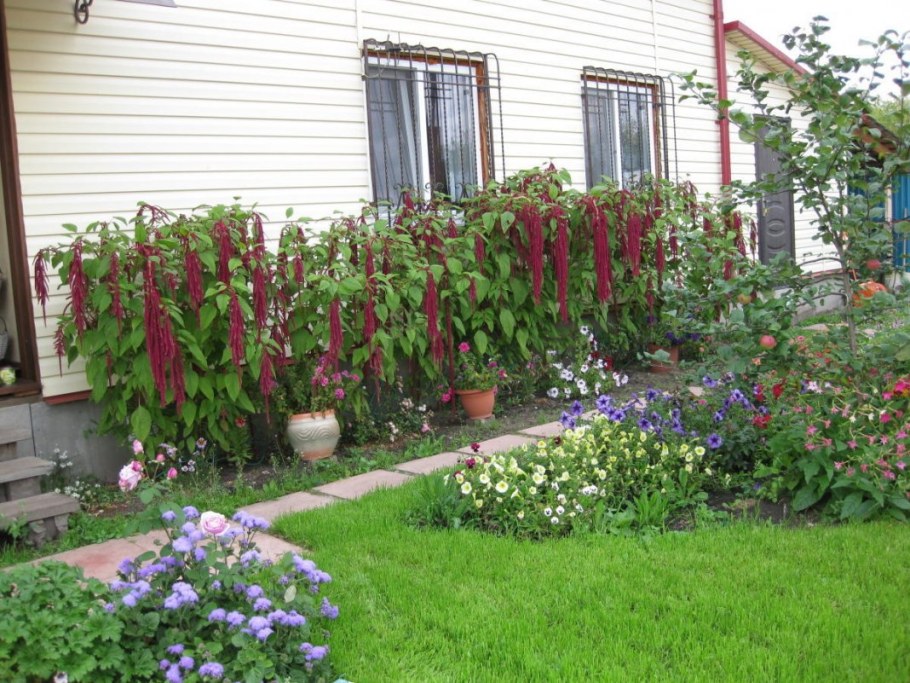 Клещевина Амарант