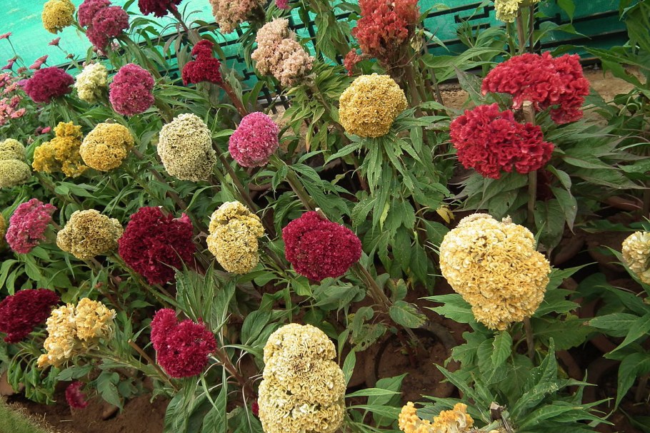 Целозия вишнёвый коралл