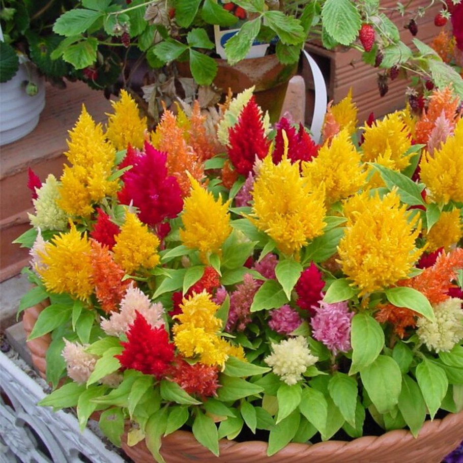 Целозия перистая лиллипут микс