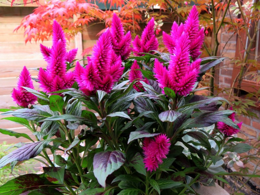 Целозия колосовидная