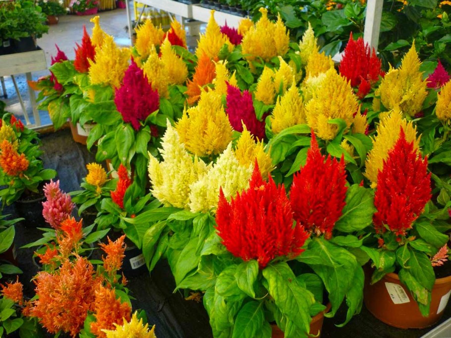 Целозия метельчатая