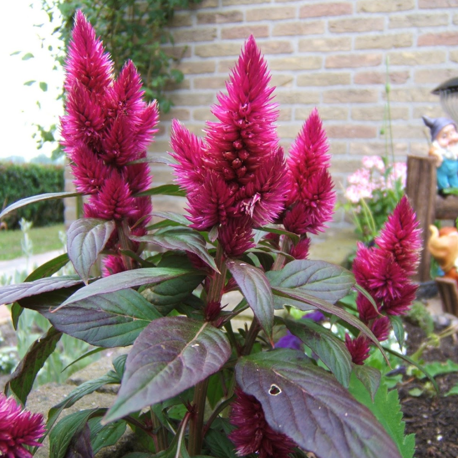 Амарант метельчатый