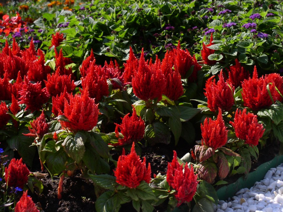 Целозия перистая кимоно Роуз