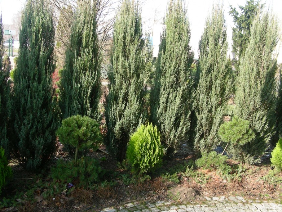 Можжевельник скальный Скайрокет