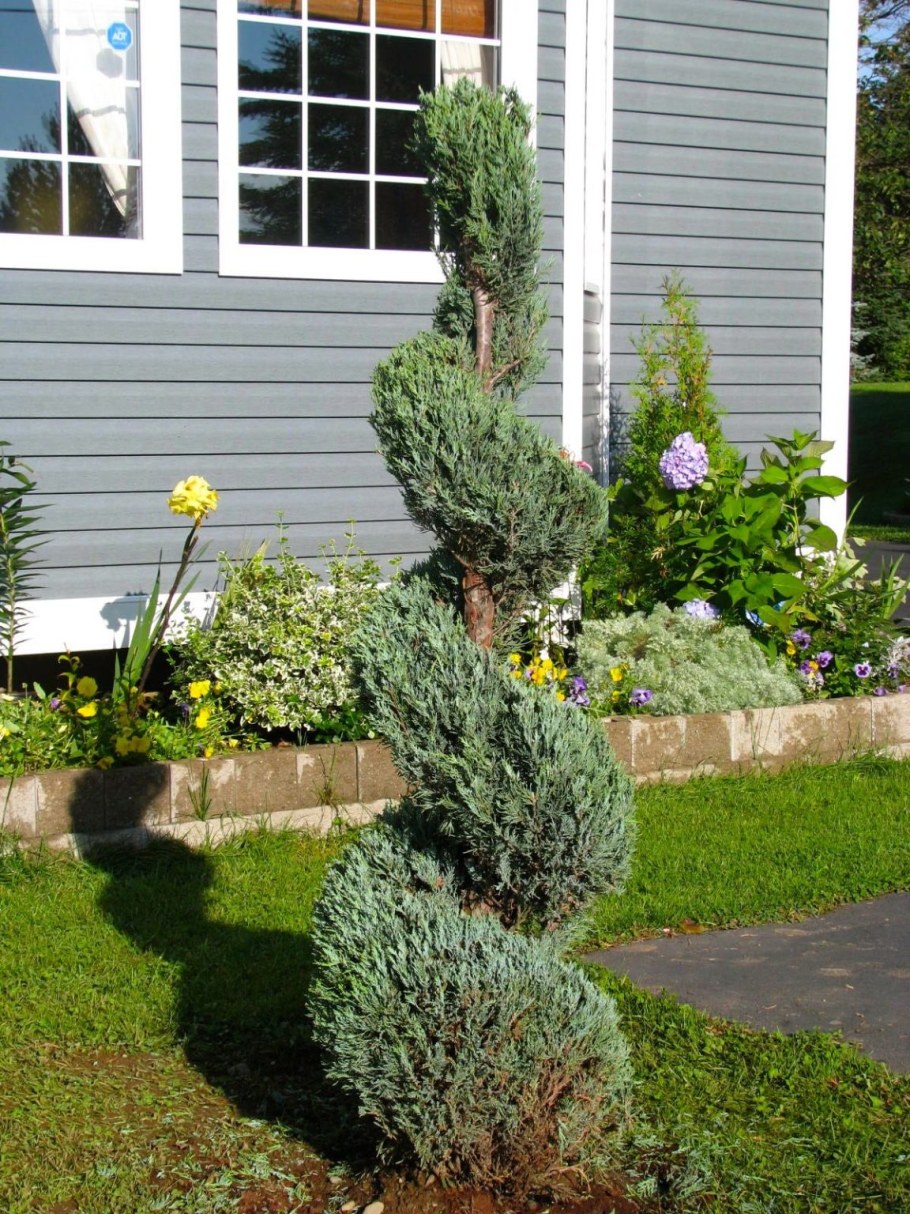 Можжевельник скальный Моффат Блю