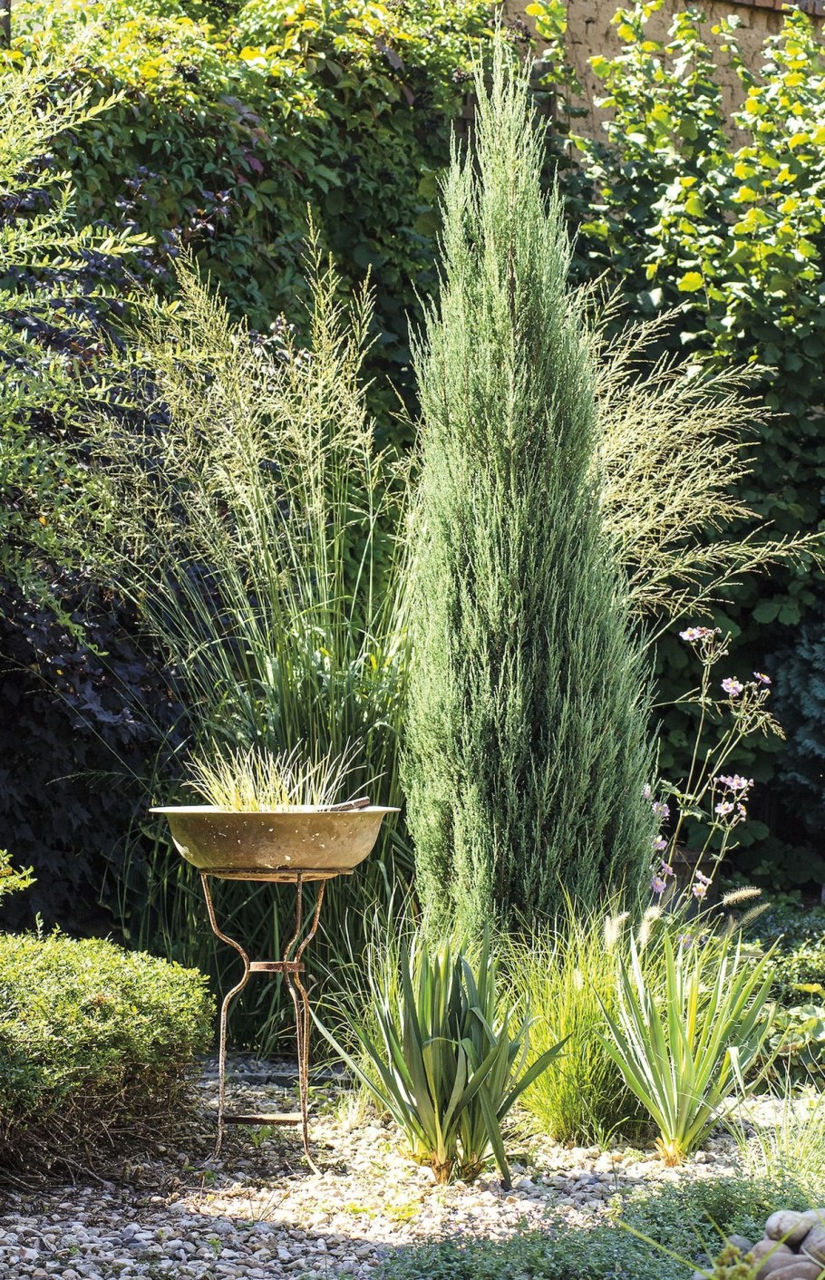 Можжевельник скальный Скайрокет