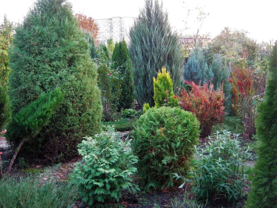 Можжевельник скальный Скайрокет