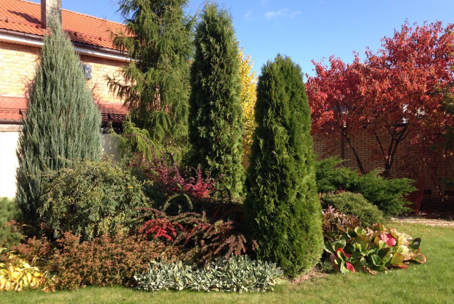 Туя Тунберга