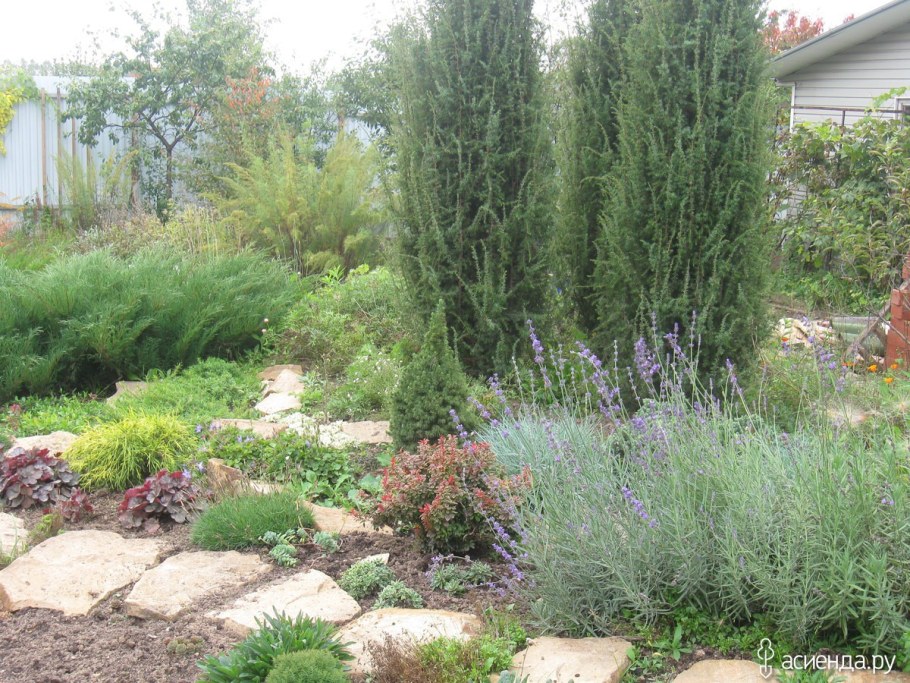 Можжевельник скальный Скайрокет