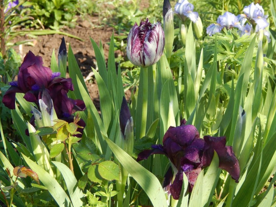 Ирис карликовый рейнджер