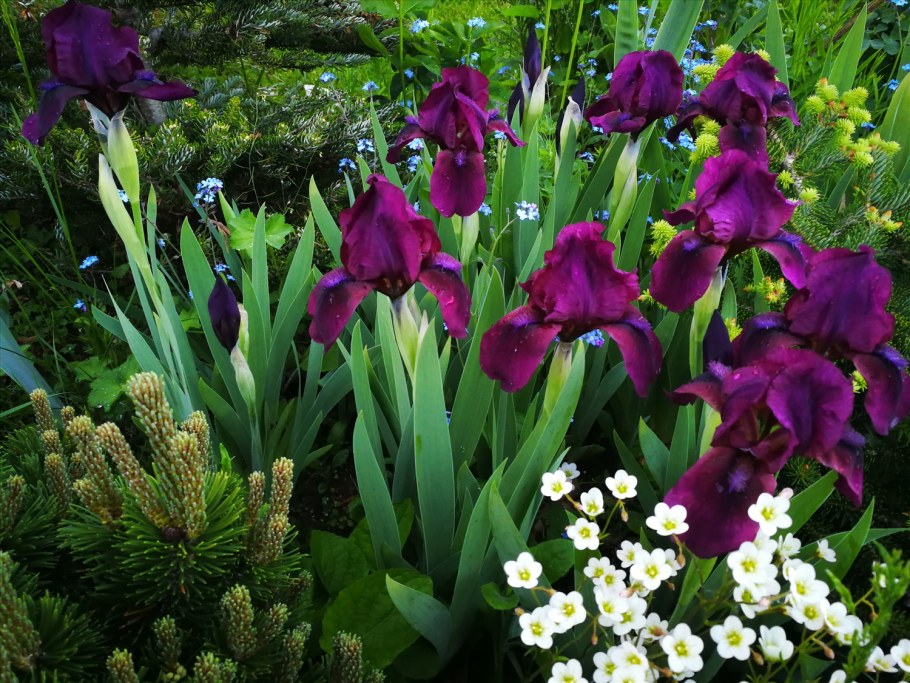 Ирис карликовый Пурпл