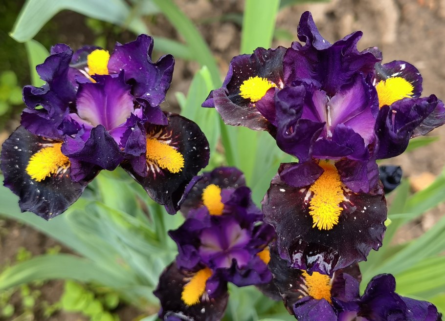 Ирис Мэджик маскарад бородатый