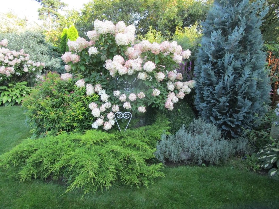 Чубушник и туя