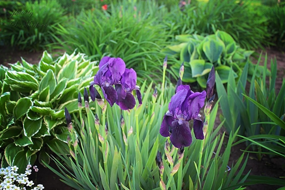 Ирис карликовый Ларрикин