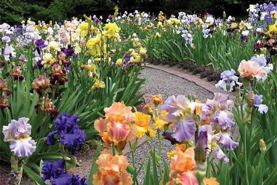 Ирисы бородатые клумба