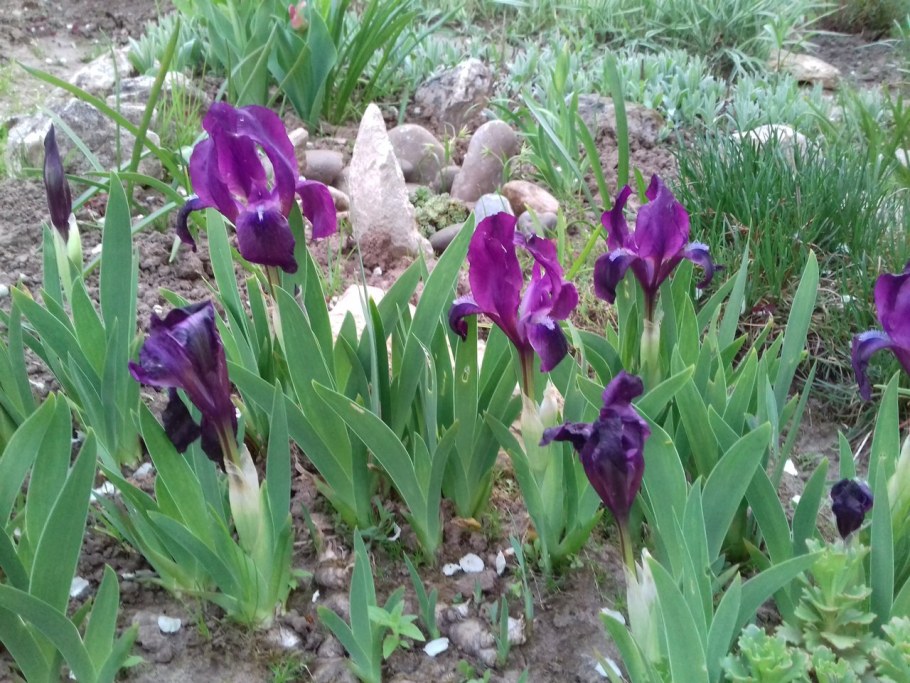 Ирисы бордюрные низкорослые
