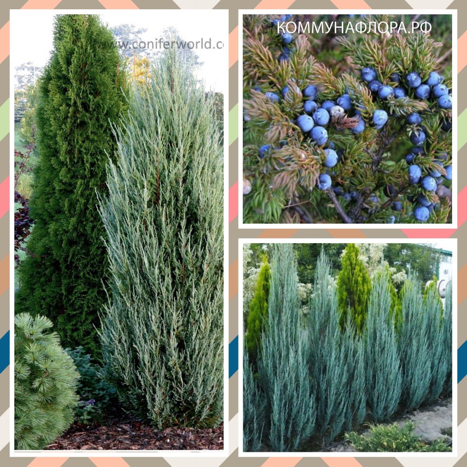 Можжевельник скальный Скайрокет