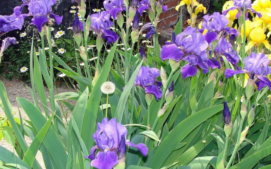 Ирис-лилейник желто-фиолетовые