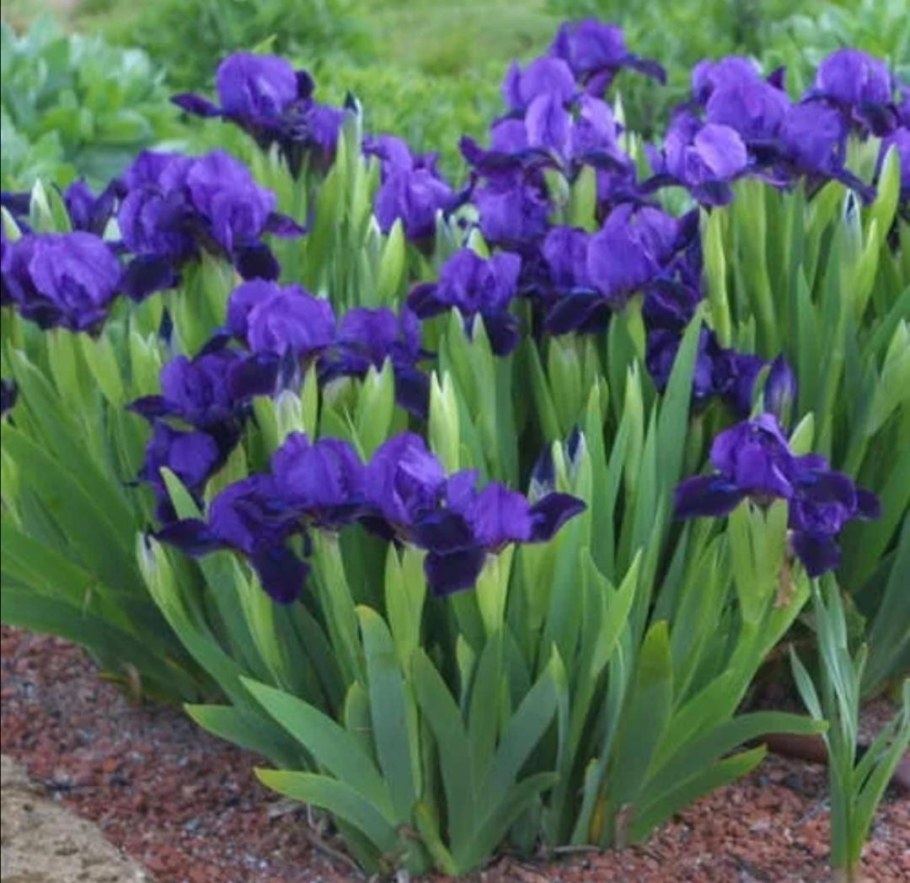 Ирис карликовый черри Гарден