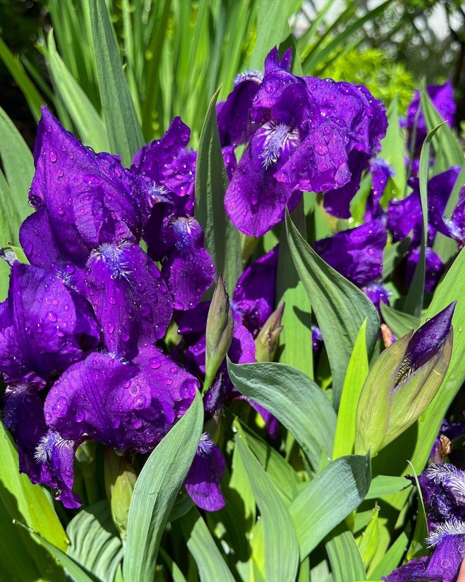 Ирис клубневый