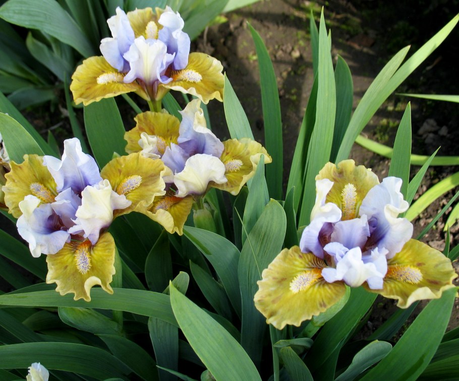 Ирис карликовый (сорт 'Larrikin)