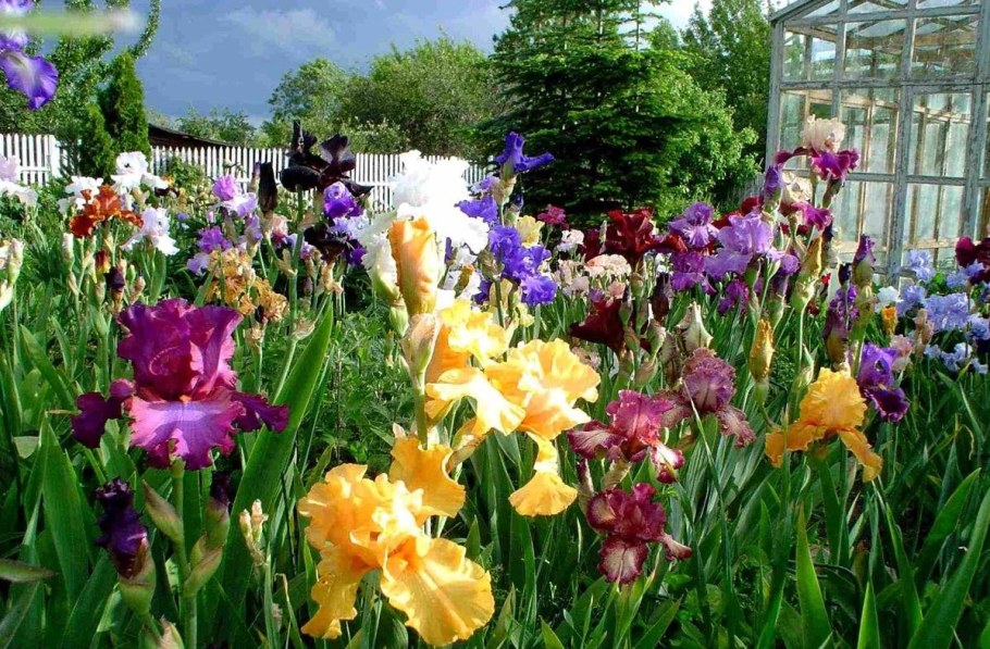 Ирисы бородатые в ландшафтном