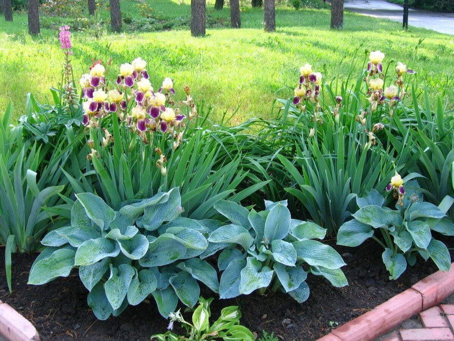 Хоста ирисы лилейник клумба