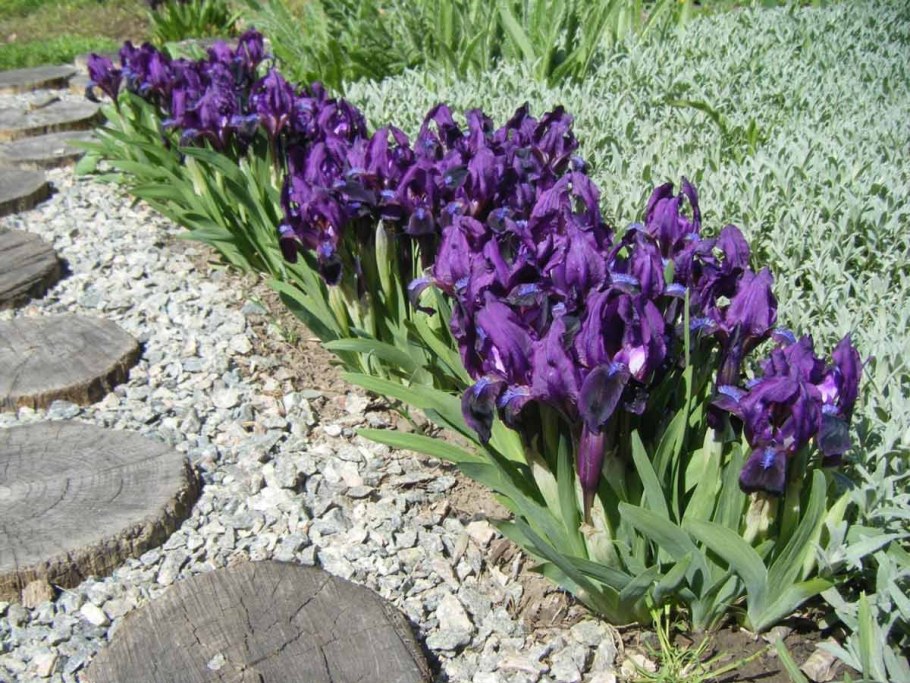 Ирис Сибирский карликовый