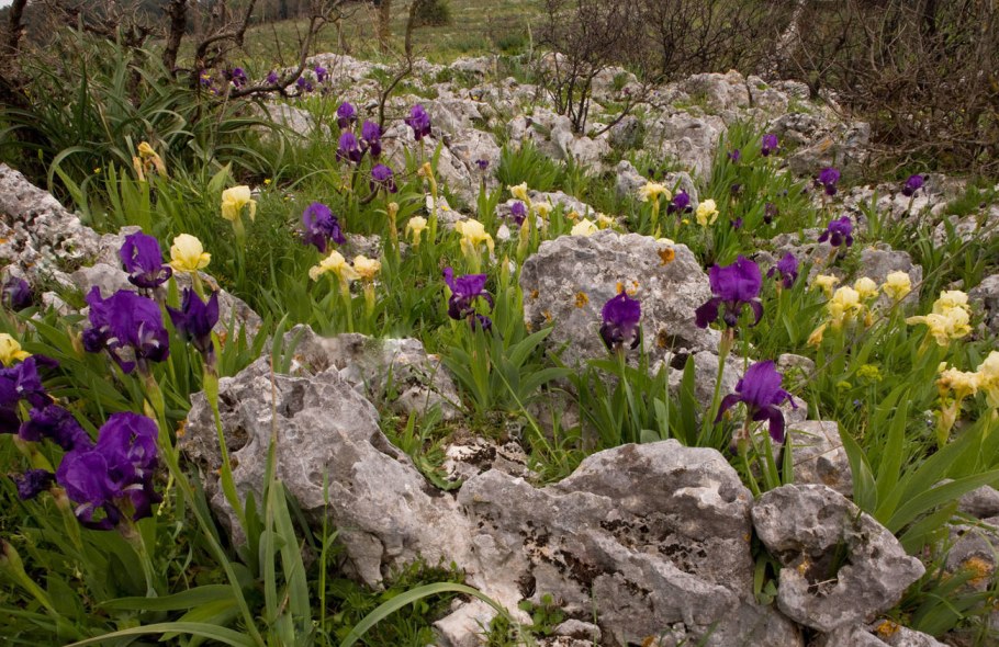 Ирис бородатый в альпийской Горке